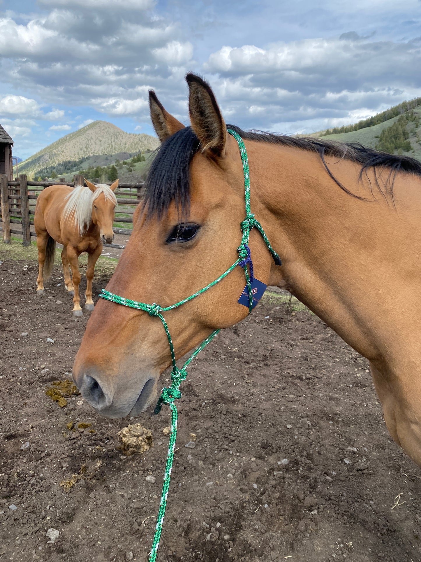 Green Halter/Lead